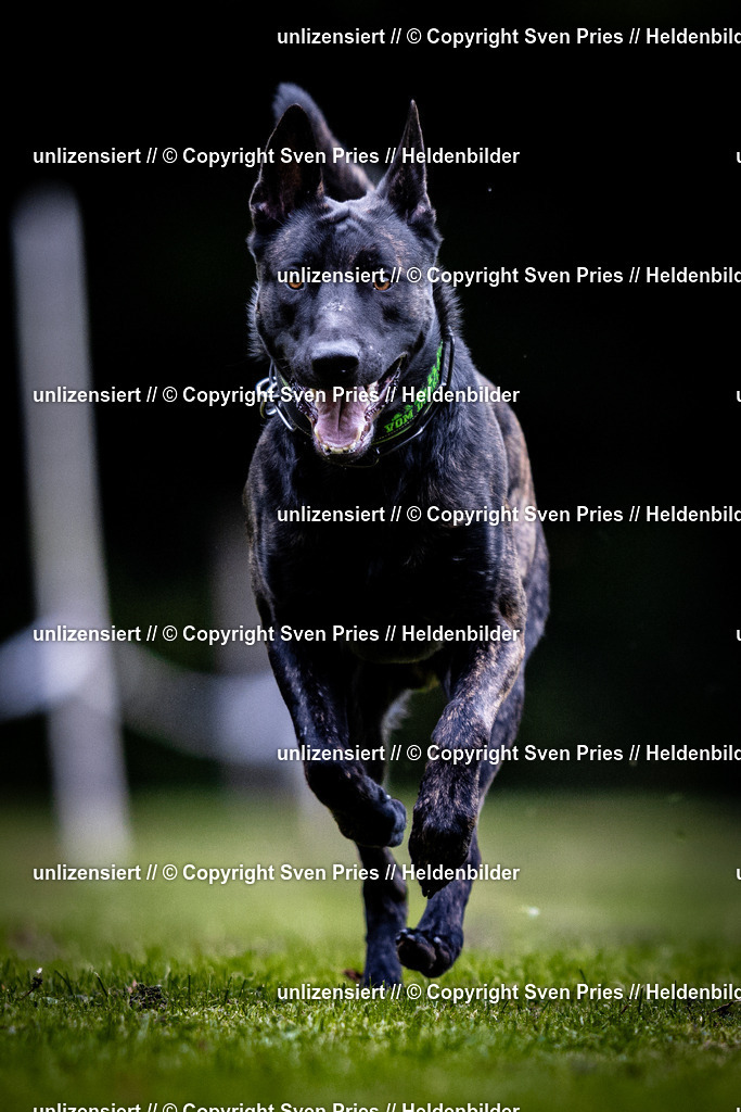 Sven Pries | 2025-10-03 - Hunderennen Obergrombach - Realisiert mit Pictrs.com