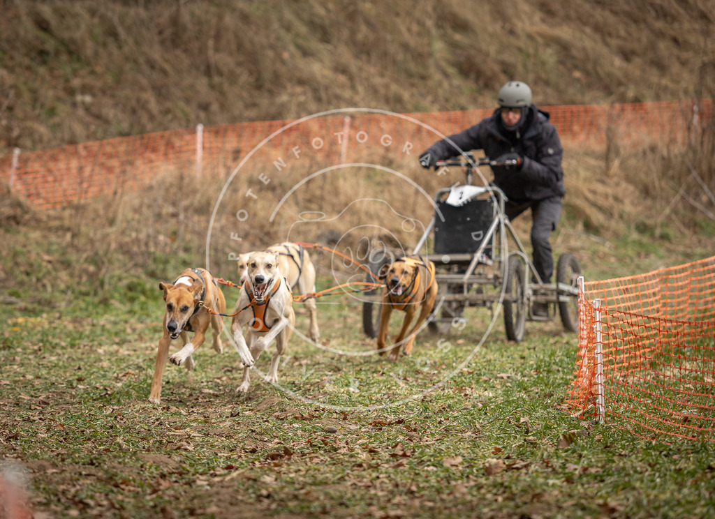 Pfotenfotografie_DV3A8085 | Hundefotografie, Tierfotograf, Pfotenfotografie, Fotoshooting Hund, Hunde Portrait, Hundesport, Hundeportraits, Heideshooting, Hunde, Sportfotograf, Hundefotograf, Turnierhundsport, THS,  - Realisiert mit Pictrs.com