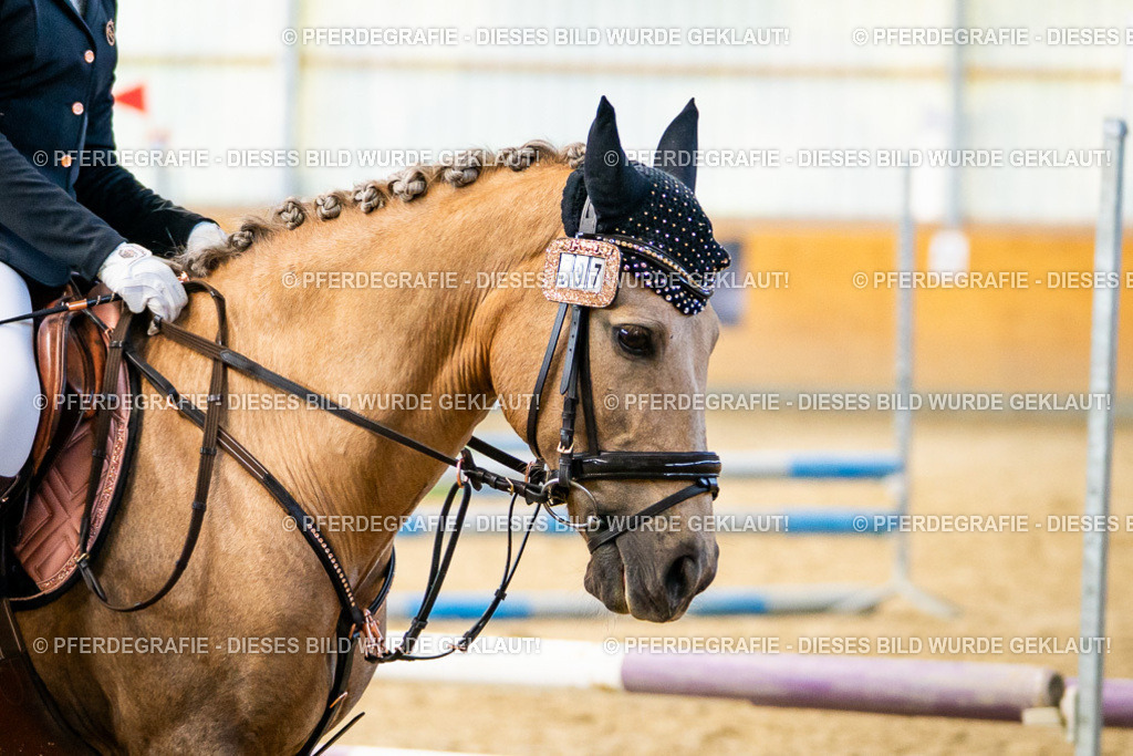 DSC01293 | Pferdegrafie