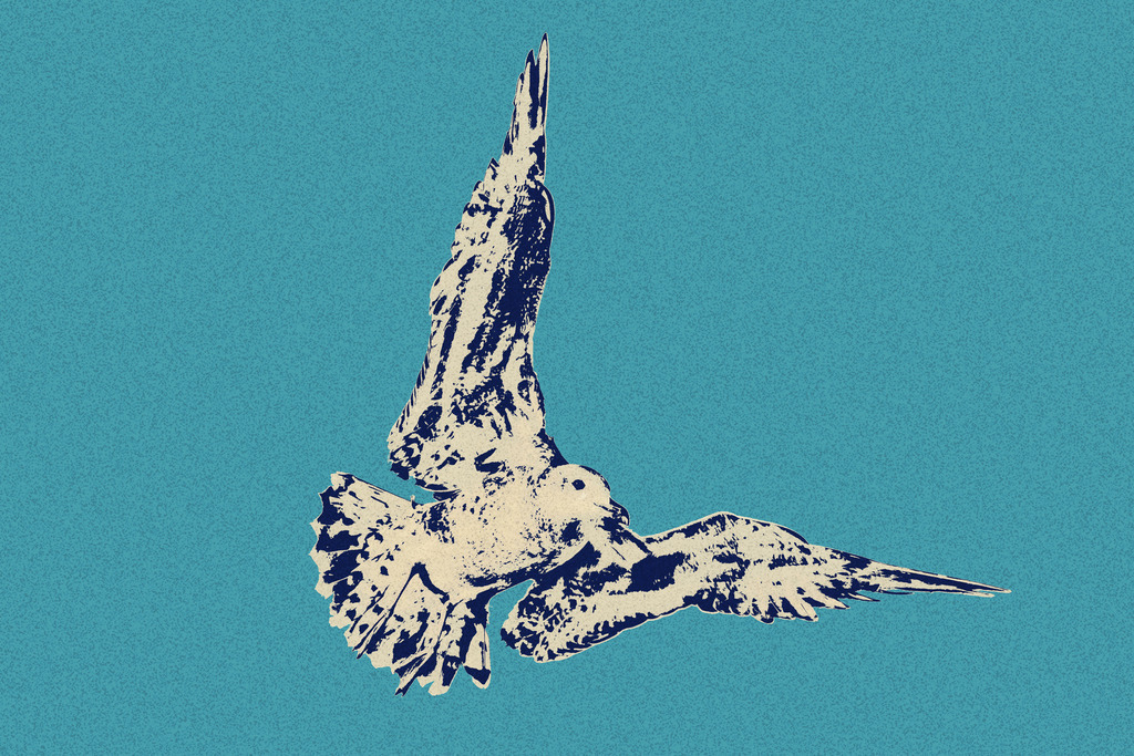 Photoart: Möwe im Landanflug | Dieses Wandbild im Querformat zeigt eine Möwe im Landeanflug. Die dunklen Bereiche der Möwe sind in dunkelblau dargestellt und die hellen Bereiche sind beige. Der Hintergrund ist Türkis. Das gesamte Bild hat eine leichte Körnung.  - Realisiert mit Pictrs.com