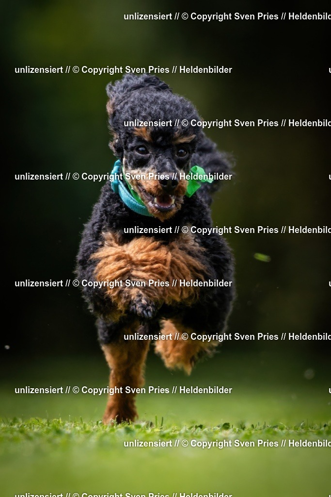 Sven Pries | 19. Allgemeines Hunderennen Karlsruhe Durlach - Realisiert mit Pictrs.com