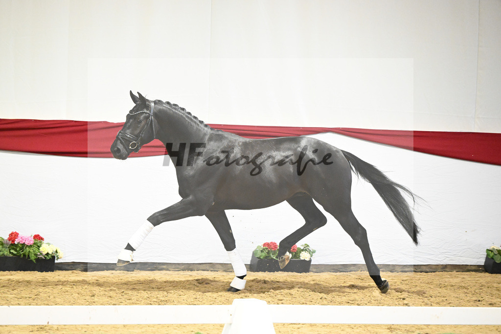 Kat-Nr. 12 v. Toto jr._Stal Brinkman_63220426 | hf-fotografie - Realizzato con Pictrs.com