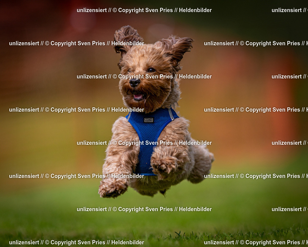 Sven Pries | 2024-09-22 - Hunderennen Baden-BadenPudelverein - Realisiert mit Pictrs.com