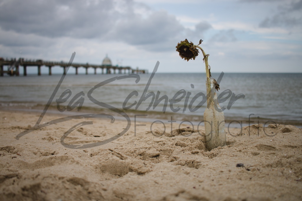 Meer 3 | Sonnenblume in einer Flasche an der Seebrücke Zinnowitz, Usedom. - Realisiert mit Pictrs.com