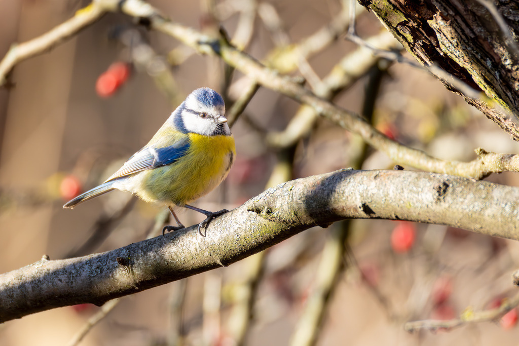 Die Blaumeise | Die Blaumeise ist ein kleiner, aber auffälliger Singvogel aus der Familie der Meisen. Sie zählt zu den häufigsten und beliebtesten Gartenvögeln in Europa und ist bekannt für ihre geringe Scheu gegenüber dem Menschen. Mit ihrem lebhaften Wesen und ihrer erstaunlichen Geschicklichkeit, besonders bei der Nahrungssuche, bereichert sie Parks, Wälder und Gärten gleichermaßen. Ihre Anpassungsfähigkeit an verschiedene Lebensräume und ihre ganzjährige Anwesenheit machen sie zu einem vertrauten Anblick, vor allem an winterlichen Futterstellen. - Realisiert mit Pictrs.com