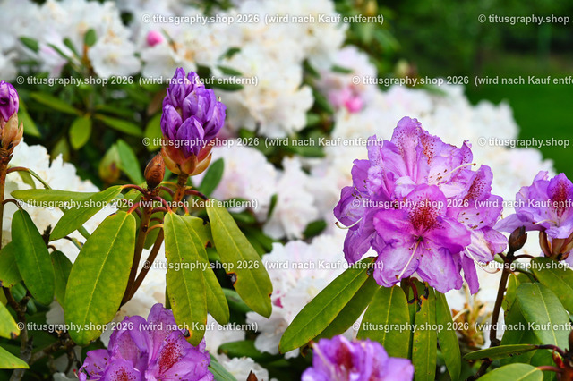 2026-05-17_titusgraphy-hdh_59-01-ln | titusgraphy-shop: Geschenkideen mit Qualitätsfotos. titusgraphy-shop: gift ideas with quality photos. titusgraphy-shop: idées cadeaux avec photos de qualité.  - Realisiert mit Pictrs.com