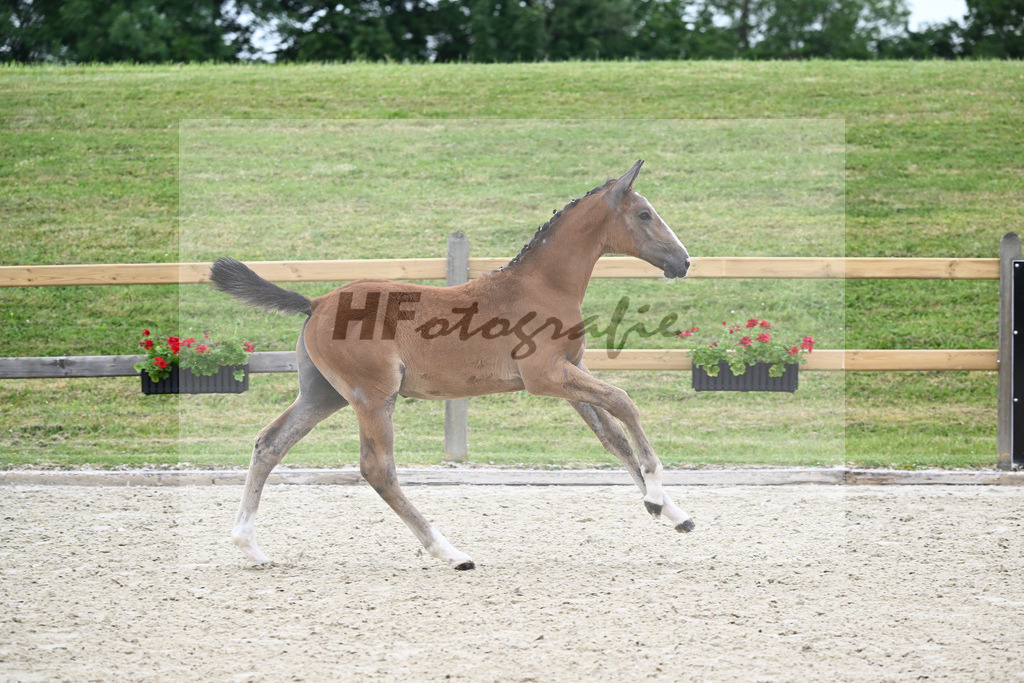 Kat-Nr. 2 HF Aganix Du Seigneur_Fischer_17230097 | hf-fotografie - Realizzato con Pictrs.com