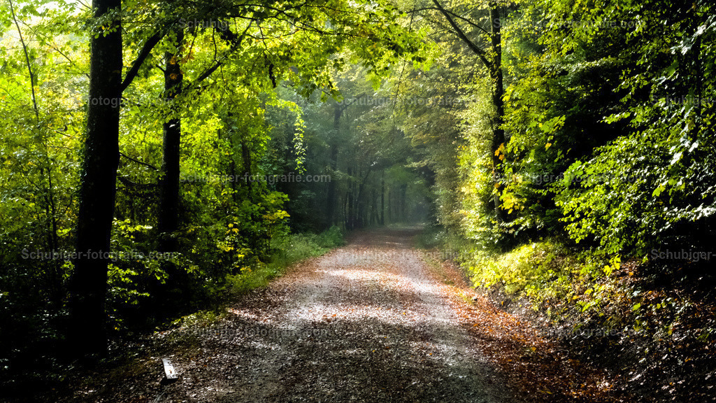 Waldweg | Waldweg mit Sonneneinstrahlung - Realisiert mit Pictrs.com