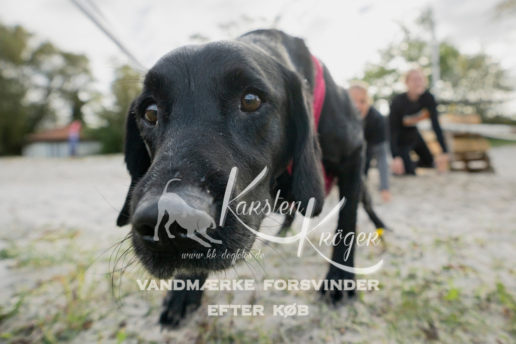 1325_ZZ96631 | kk-dogfotos