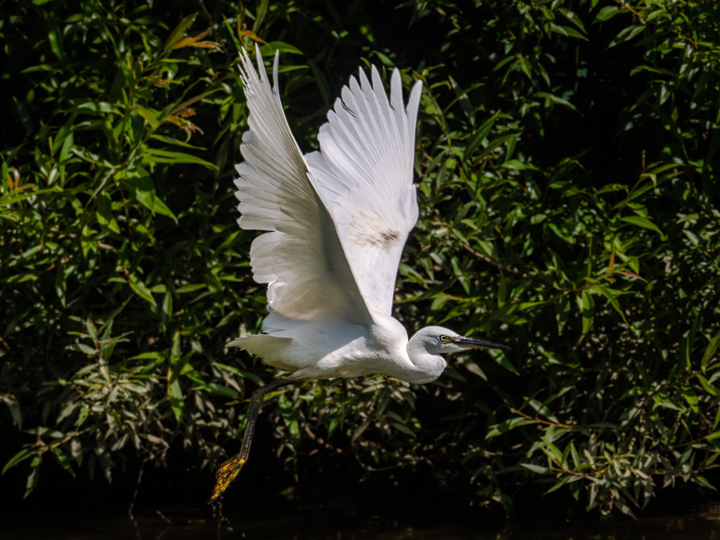 P1477336-Bearbeitet-2020-LR | Natur im Moment - Realisiert mit Pictrs.com