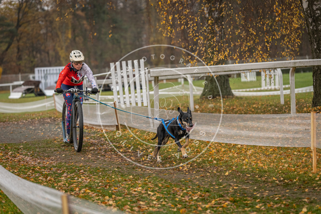 CaniXpix_DV3A8398 | Hundefotografie, Tierfotograf, Pfotenfotografie, Fotoshooting Hund, Hunde Portrait, Hundesport, Hundeportraits, Heideshooting, Hunde, Sportfotograf, Hundefotograf, Turnierhundsport, THS,  - Realisiert mit Pictrs.com
