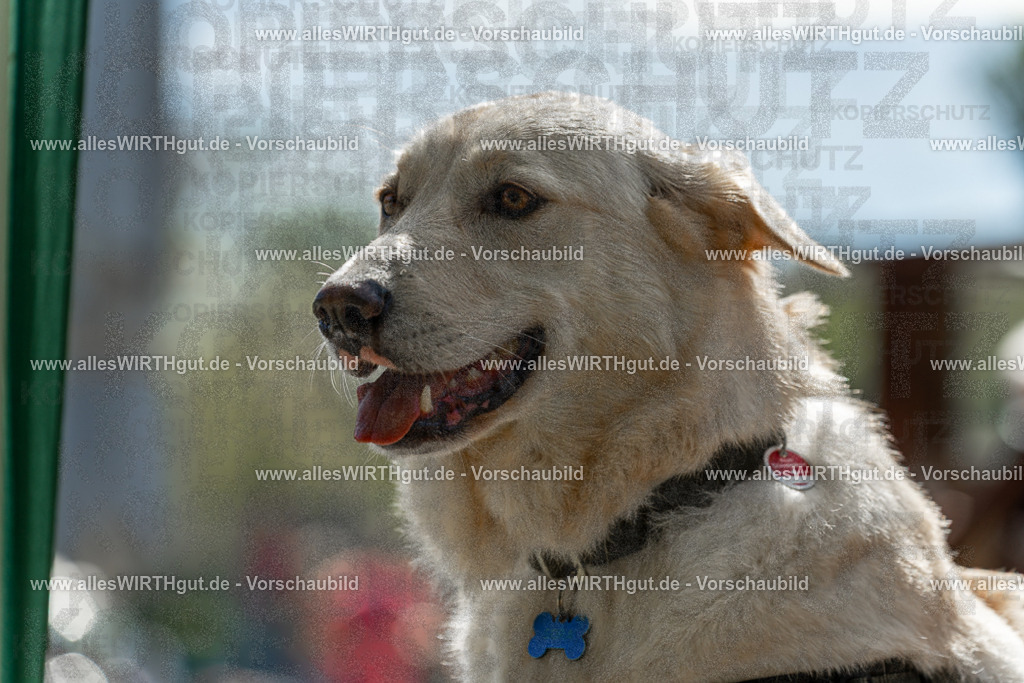 Hundeschwimmen_Volksbad_2026-allesWIRTHgut_Tierfotografie-2609061335-7R500834 | Professionelle Tierfotografie in Mönchengladbach von Daniel Wirth (allesWIRTHgut). Liebevolle & natürliche Bilder von Hunden & Katzen für unvergessliche Erinnerungen.