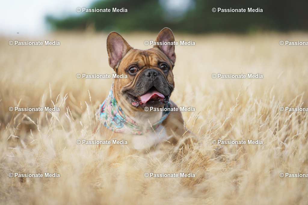 _DSC3344 | Passionate Media, dein Fotograf aus Brandenburg, Märkisch Oderland, im Bereich Motorsport, Autos und Motorräder sowie Events und auch Hunde. Shootings oder auch Eventbegleitungen können bei mir gebucht we