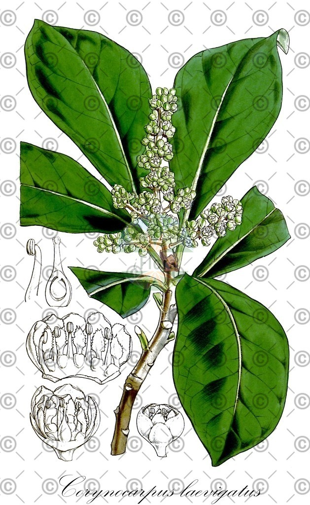 HistAbb_7NTLV_1_ENZY_Simple | Historische Abbildung von Corynocarpus laevigatus - Corynocarpaceae | Historical Illustration of Corynocarpus laevigatus - Corynocarpaceae