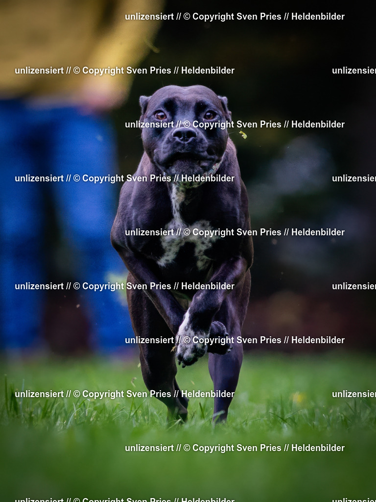 Sven Pries | 2024-10-19 - Hunderennen Ober-Grombach - Realisiert mit Pictrs.com