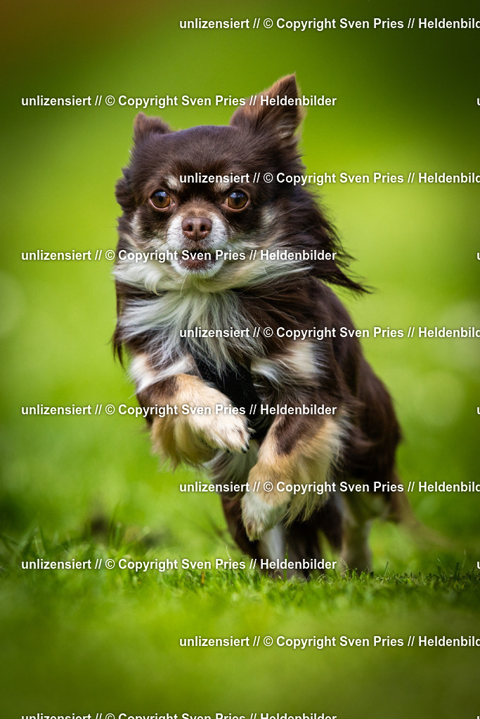 Sven Pries | 2025-04-13 - Hunderennen Baden-Baden - Realisiert mit Pictrs.com