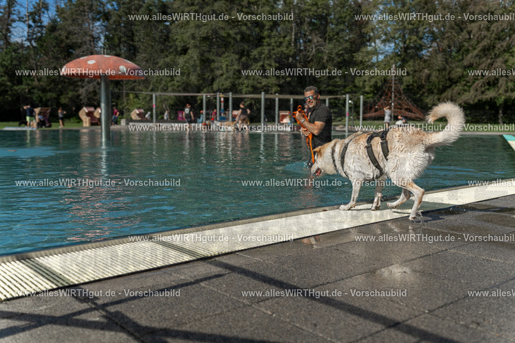 Hundeschwimmen_Volksbad_2026-allesWIRTHgut_Tierfotografie-2609061546-7R501856 | Professionelle Tierfotografie in Mönchengladbach von Daniel Wirth (allesWIRTHgut). Liebevolle & natürliche Bilder von Hunden & Katzen für unvergessliche Erinnerungen.