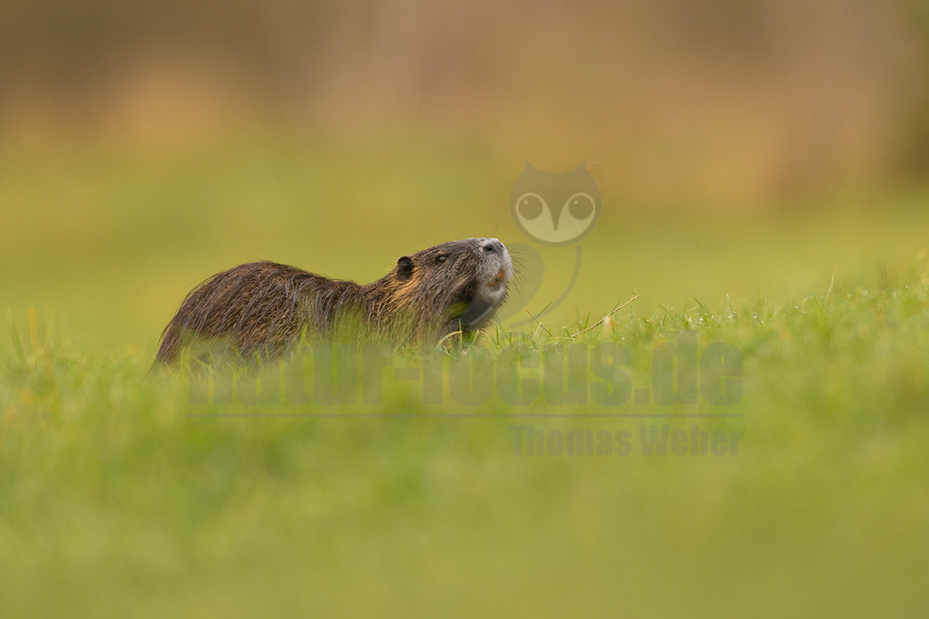 R5NF6178_20241110 | Die Nutria, auch Biberratte oder seltener Sumpfbiber, Schweifbiber, Schweifratte, Wasserratte oder Coypu genannt, ist eine aus Südamerika stammende und in Mitteleuropa angesiedelte Nagetierart. - Realisiert mit Pictrs.com