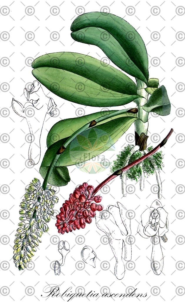 HistAbb_wfo-0000133380_1_ENZY_Simple | Historische Abbildung von Robiquetia ascendens - Orchidaceae | Historical Illustration of Robiquetia ascendens - Orchidaceae