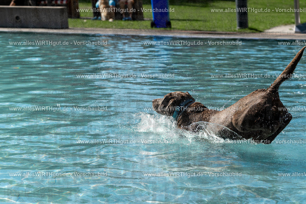Hundeschwimmen_Volksbad_2026-allesWIRTHgut_Tierfotografie-2609061531-FAY07241 | Professionelle Tierfotografie in Mönchengladbach von Daniel Wirth (allesWIRTHgut). Liebevolle & natürliche Bilder von Hunden & Katzen für unvergessliche Erinnerungen.