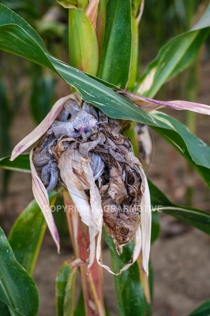 20220829-DSCF2931 | Pizerkrankung im Mais - Realisiert mit Pictrs.com