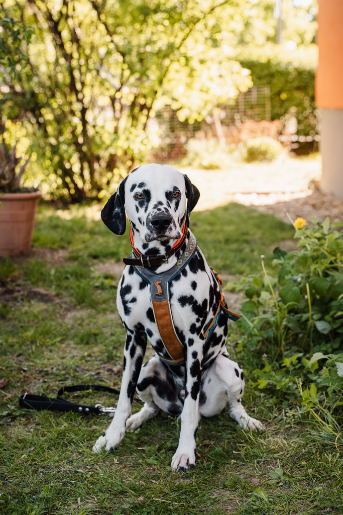 20260426-182 | MuT (Mensch und Tier) mit Mona - Fotografie und Tierkommunikation - Realisiert mit Pictrs.com