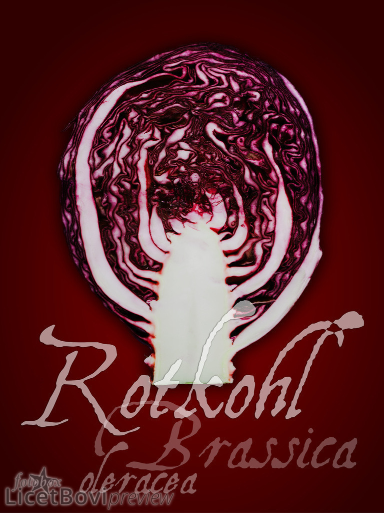 Rotkohl | Hamburg-Bilder, Stadt- und Naturlandschaften, Schafe, Gemüse und Stillleben – dekorative Fotos auf Leinwand, Acryl oder Papier in vielen Formaten oder als Monats-Kalender.
  - Realisiert mit Pictrs.com
