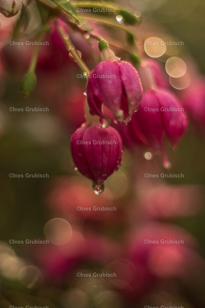 Fuchsie nach Regenguss | Lila Lubbenbomm - Artwork by Ines Grubisch - Realisiert mit Pictrs.com