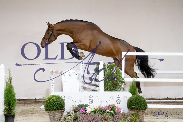 Eldorado van de Zeshoek - Clinton II - Balou du Rouet 43 DE418180540421 DSC_5507_s | <meta name="description" content="★Offizieller Merchandise und Foto-/Videostore des Oldenburger Verbandes.★ ✅Jetzt auch digital Ausdrucke erhältlich." />
<meta name="keywords" content="Merchandise Foto-/Videostore Oldenburger Verband Photographie 