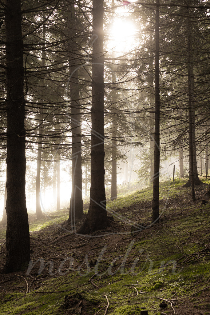 Waldspaziergang | Bei Veröffentlichung des Bildes ist eine Namensnennung wie folgt erforderlich: 
Foto: Mostdirn Irmgard Wieser - Realisiert mit Pictrs.com