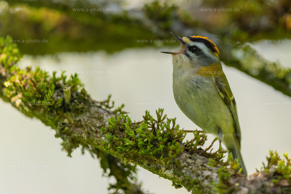 Sommergoldhähnchen | Im Unterschied zum Wintergoldhähnchen hat der Sommergoldhähnchen den hier schön sichtbaren Augenstreif und die "Mütze", der Kamm des Hahns ist hier orange. - Realisiert mit Pictrs.com