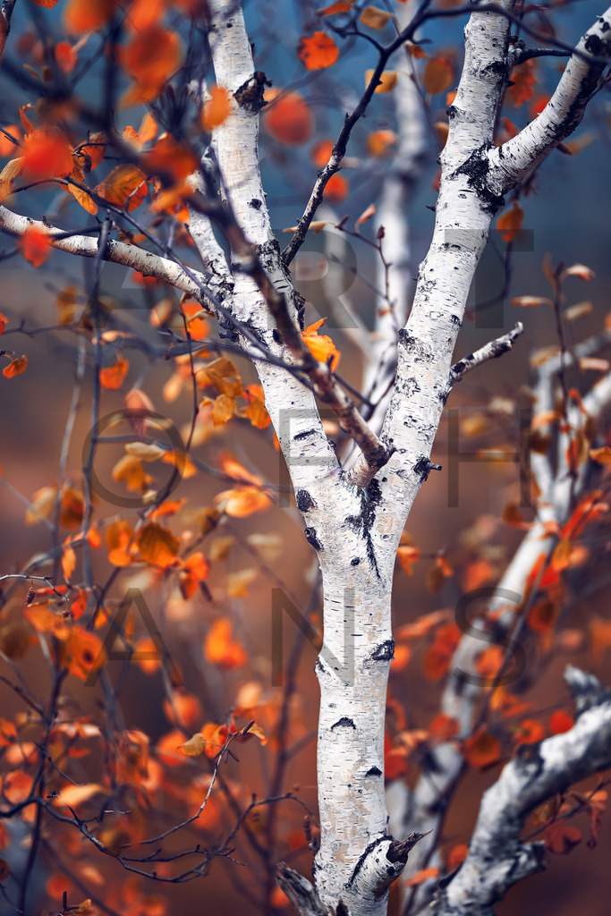 Ein Hans Fineart Original | Entdecke die Kunst von Hans Fineart - Fotografien für dein Zuhause. Verwandle deine Wände mit einzigartigen Kunstwerken und bringe die Schönheit der Welt in dein Leben. Bestelle jetzt und schaffe einen Ort der Inspiration und Eleganz.