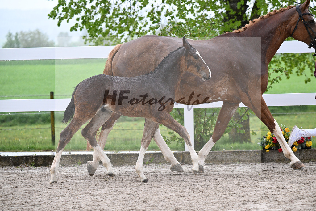 Kat-Nr. 35 HF Duplexx x Balou du Rouet_Spandl_23261304 | hf-fotografie - Realisiert mit Pictrs.com