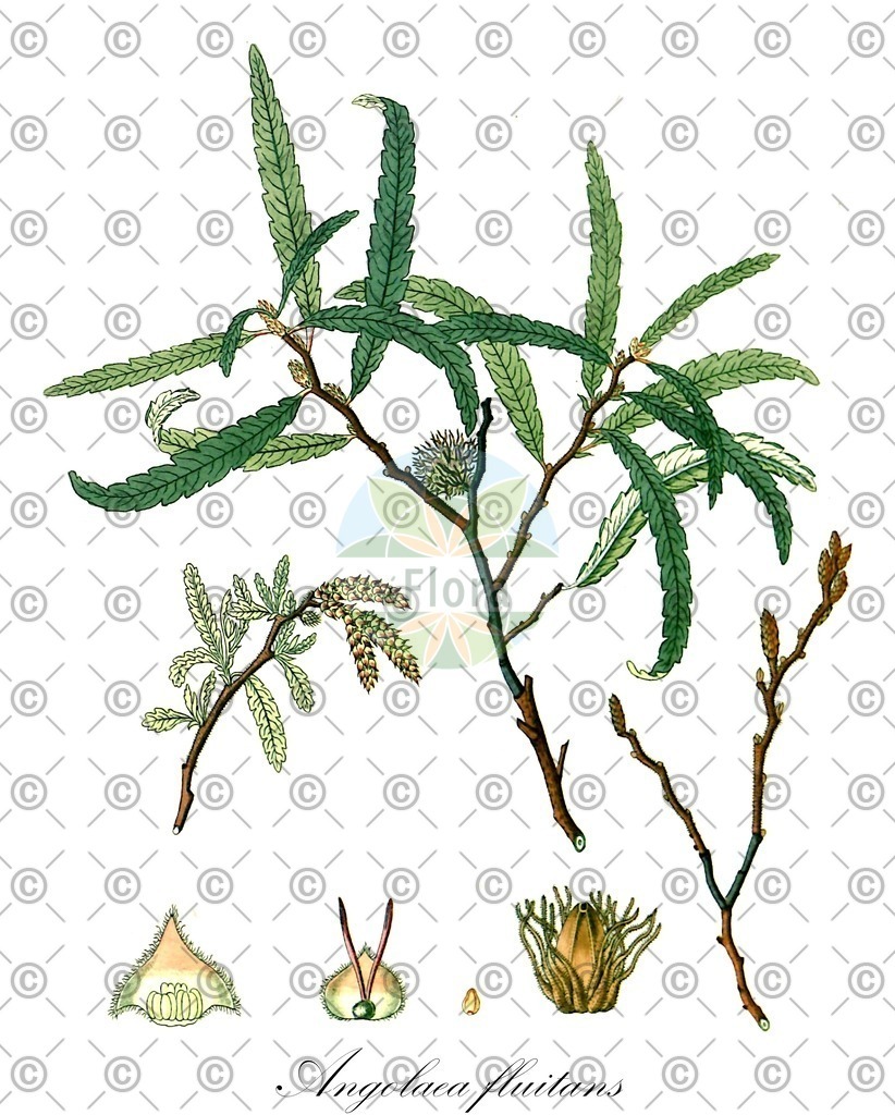 HistAbb_wfo-0000536542_361_ENZY_Simple | Historische Abbildung von Angolaea fluitans - Podostemaceae | Historical Illustration of Angolaea fluitans - Podostemaceae