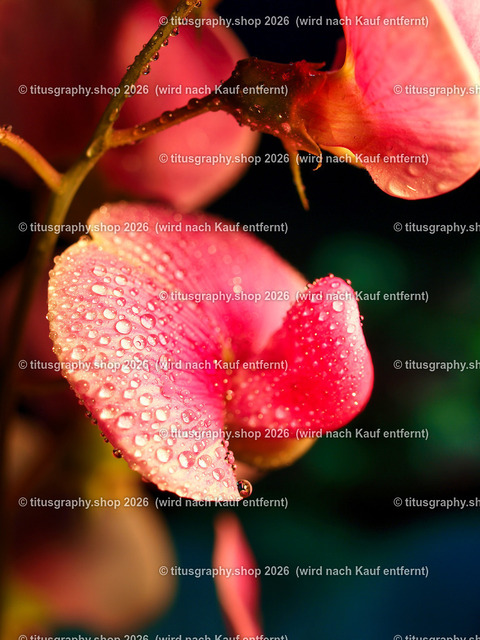 titusgraphy_P6308474-vz-ln | titusgraphy-shop: Geschenkideen mit Qualitätsfotos. titusgraphy-shop: gift ideas with quality photos. titusgraphy-shop: idées cadeaux avec photos de qualité.  - Realisiert mit Pictrs.com