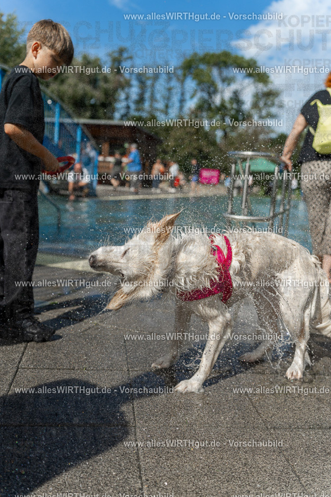 Hundeschwimmen_Volksbad_2026-allesWIRTHgut_Tierfotografie-2609061216-112656-7R500028 | Professionelle Tierfotografie in Mönchengladbach von Daniel Wirth (allesWIRTHgut). Liebevolle & natürliche Bilder von Hunden & Katzen für unvergessliche Erinnerungen.