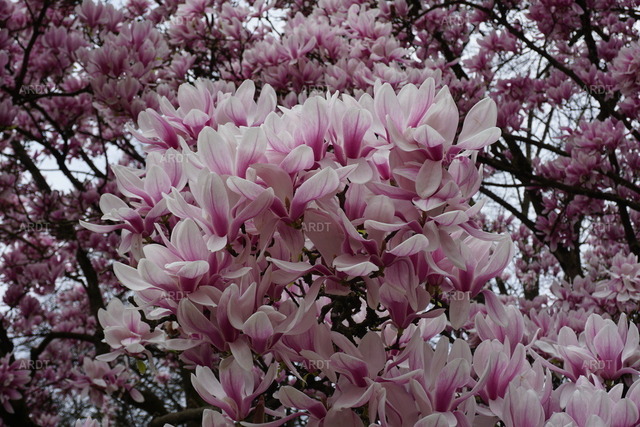 Momente 5 | Palastgarten Trier