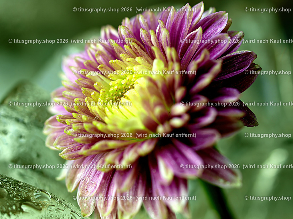 titusgraphy_P7149329_pe-02-vz-ln | titusgraphy-shop: Geschenkideen mit Qualitätsfotos. titusgraphy-shop: gift ideas with quality photos. titusgraphy-shop: idées cadeaux avec photos de qualité.  - Realisiert mit Pictrs.com