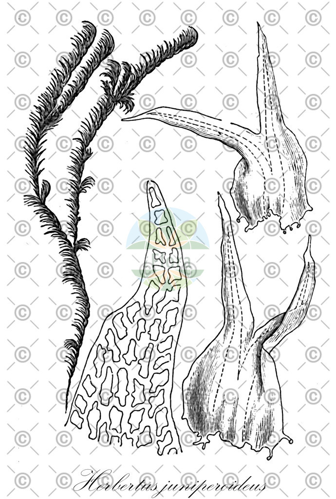 HistAbb_wfo-0000720270_1_ENZY_Simple | Historische Abbildung von Herbertus juniperoideus - Herbertaceae | Historical Illustration of Herbertus juniperoideus - Herbertaceae