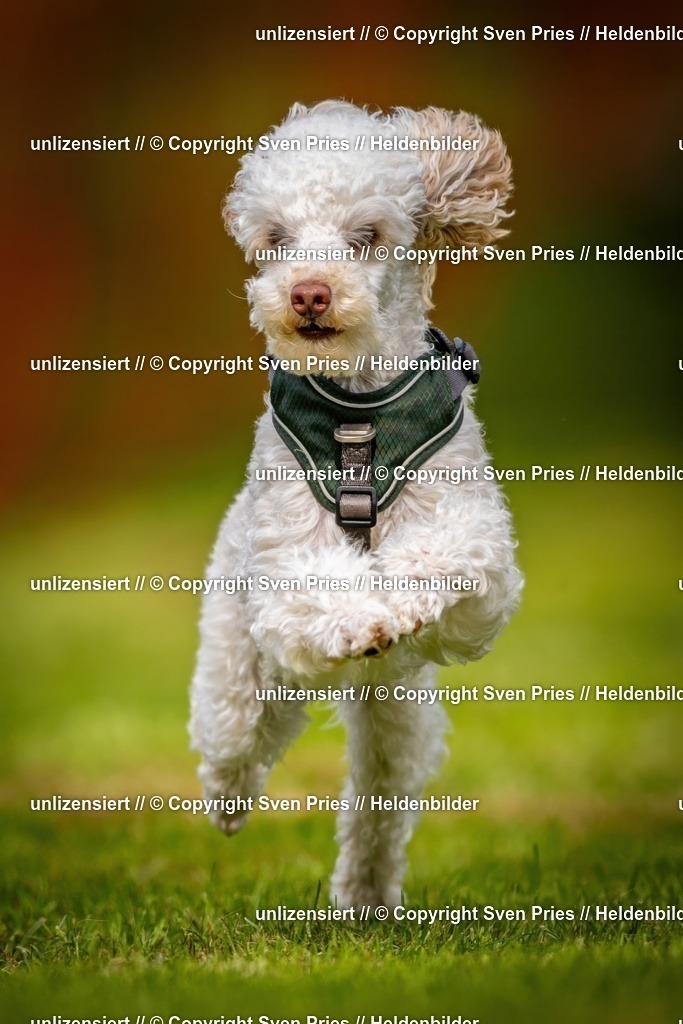 Sven Pries | 2024-09-22 - Hunderennen Baden-BadenPudelverein - Realisiert mit Pictrs.com