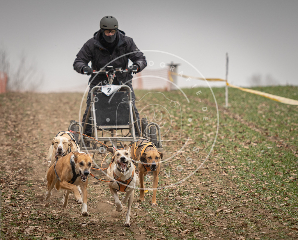Pfotenfotografie_DV3A4338 | Hundefotografie, Tierfotograf, Pfotenfotografie, Fotoshooting Hund, Hunde Portrait, Hundesport, Hundeportraits, Heideshooting, Hunde, Sportfotograf, Hundefotograf, Turnierhundsport, THS,  - Realisiert mit Pictrs.com