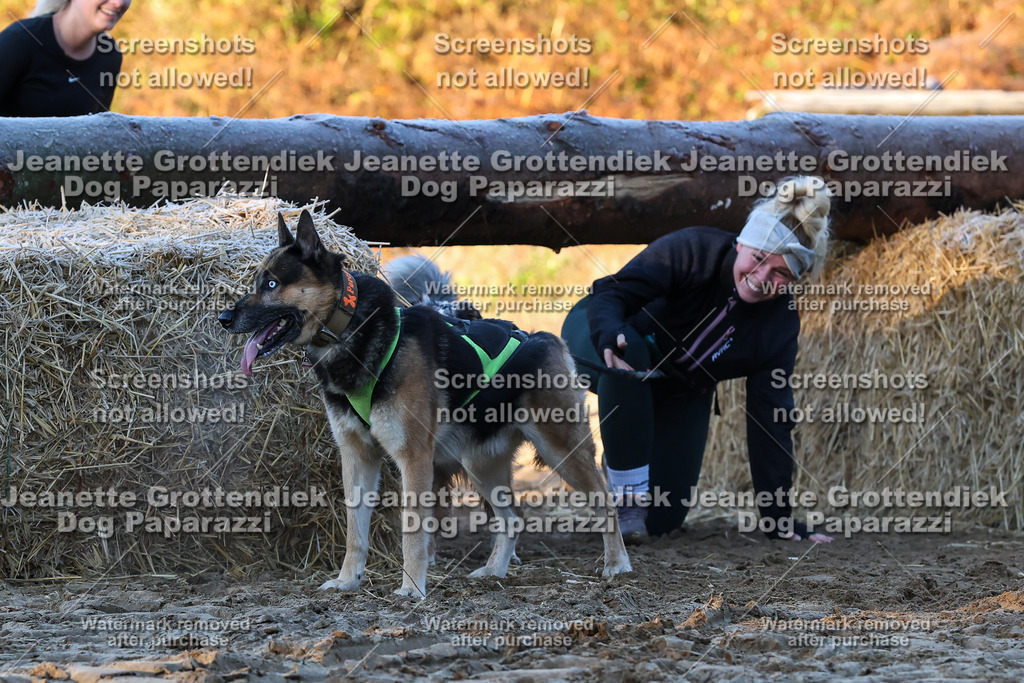 Dog Paparazzi - Strongdog 10-25-533 | Dog Paparazzi Jeanette Grottendiek Fotografie & Videografie - Realisiert mit Pictrs.com