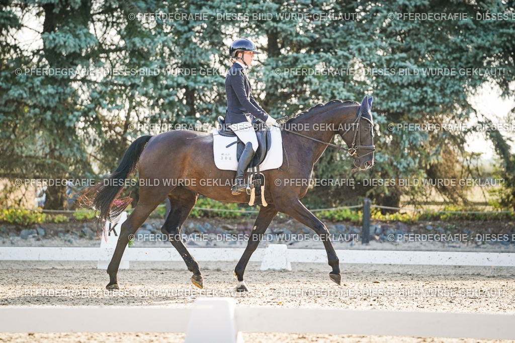 DSC08142 | Pferdegrafie