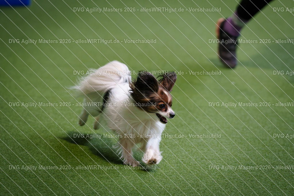 allesWIRTHgut_Tierfotografie-DVG_Agility_Masters_2026-12_27-7R508322 | Professionelle Tierfotografie in Mönchengladbach von Daniel Wirth (allesWIRTHgut). Liebevolle & natürliche Bilder von Hunden & Katzen für unvergessliche Erinnerungen.