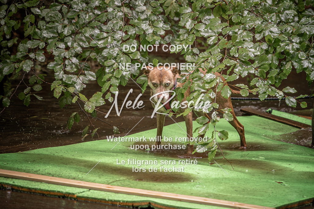 nelerasche_Wingst_Sa1330-1400_02 | nelerasche