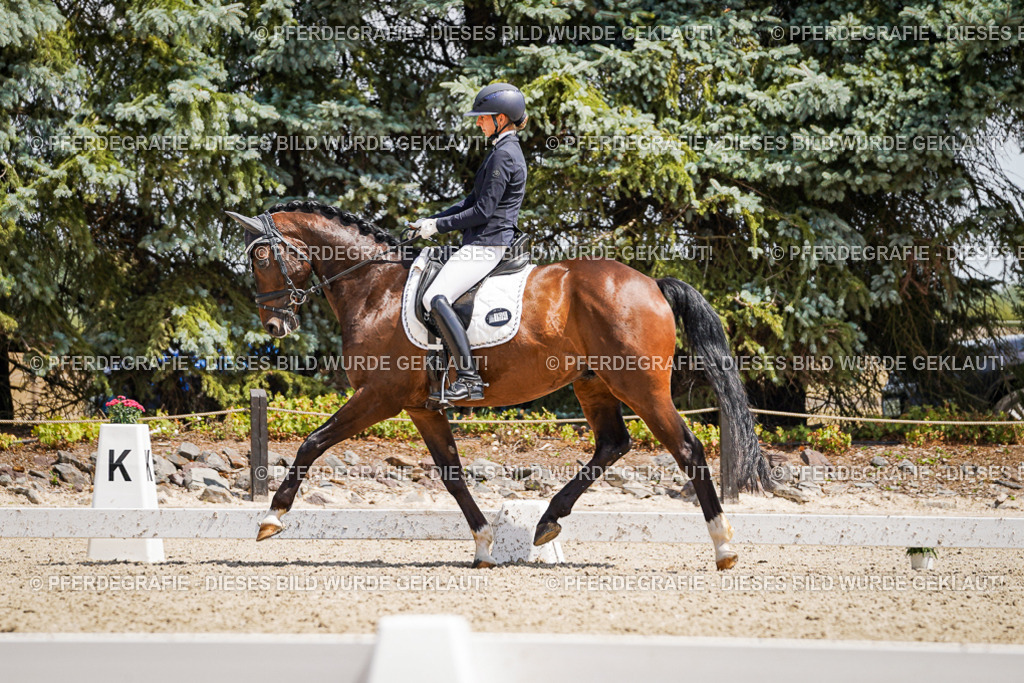 DSC01337 | Pferdegrafie