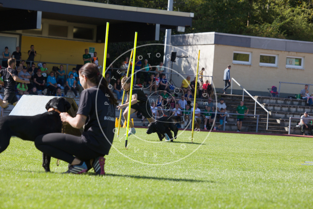 0L8A8317 | Hundefotografie, Tierfotograf, Pfotenfotografie, Fotoshooting Hund, Hunde Portrait, Hundesport, Hundeportraits, Heideshooting, Hunde, Sportfotograf, Hundefotograf, Turnierhundsport, THS,  - Realisiert mit Pictrs.com