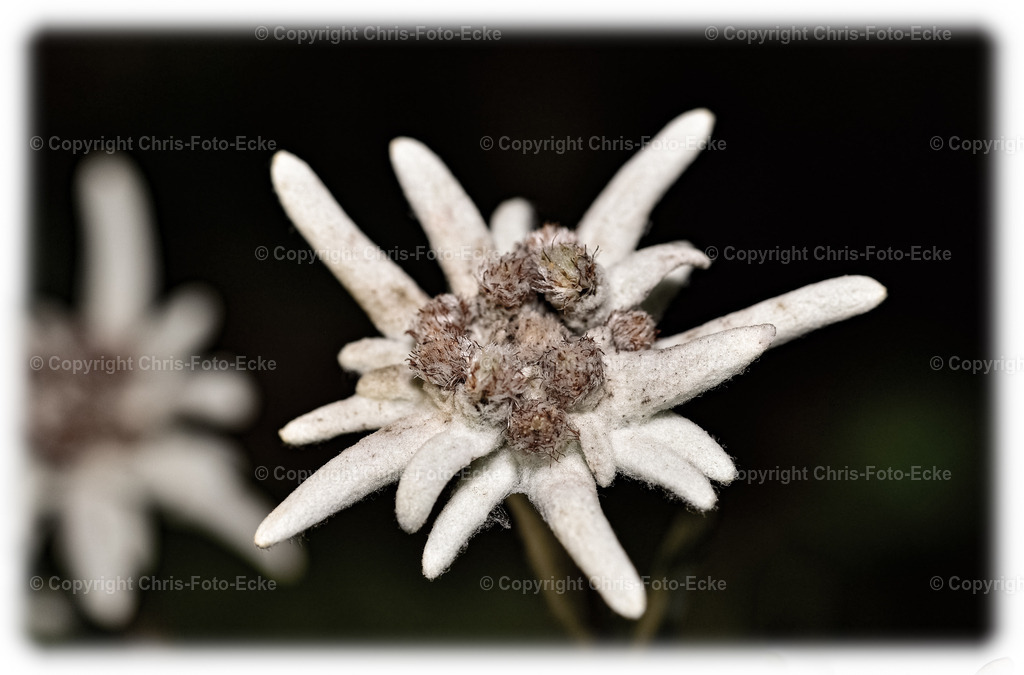 _DSC0191 | chris-foto-ecke - Realisiert mit Pictrs.com