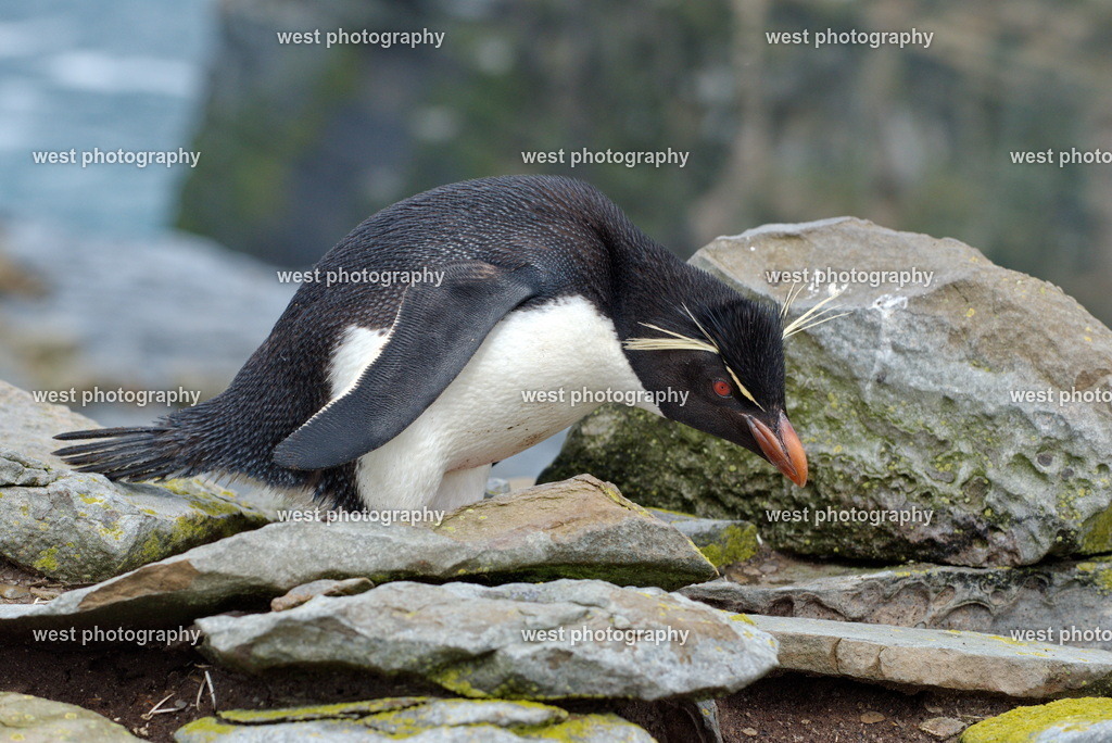Rockhopper SLI - FLK 2014 | west photography - Realisiert mit Pictrs.com