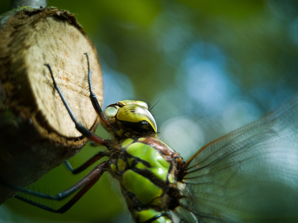 IMG_20200906_141102 | kaefersammler_roy - Realisiert mit Pictrs.com